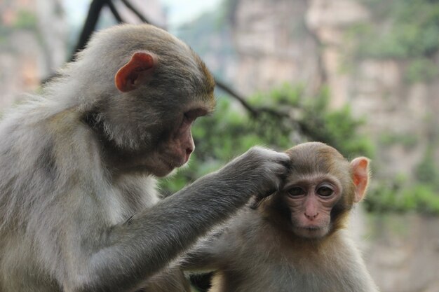 macaco na natureza