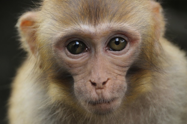 Foto grátis macaco na natureza