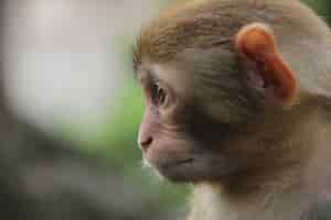 Foto grátis macaco na natureza