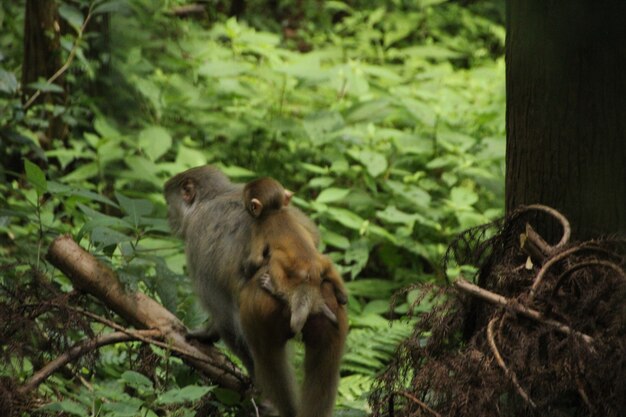 macaco na natureza