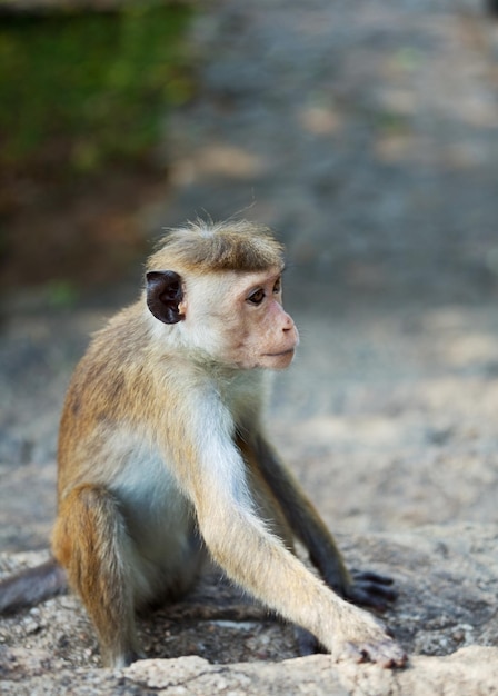 Foto grátis macaco no sri lanka
