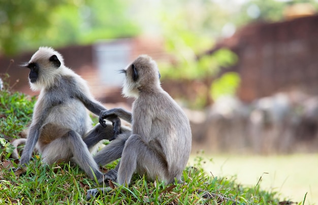 Macaco no Sri Lanka