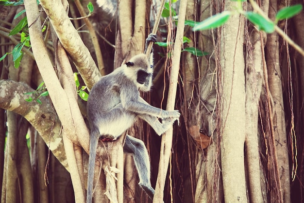 Foto grátis macaco no sri lanka