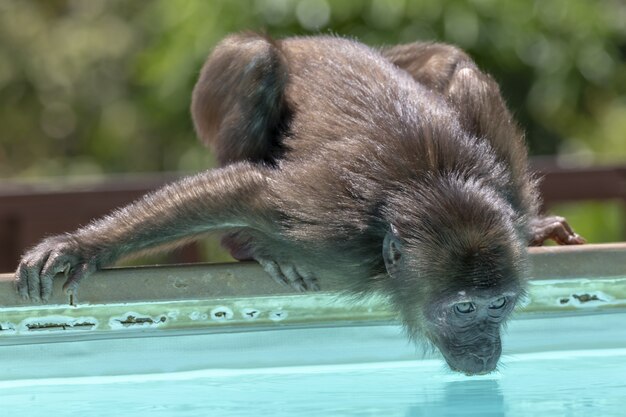 Macaco pequeno bebendo água de perto