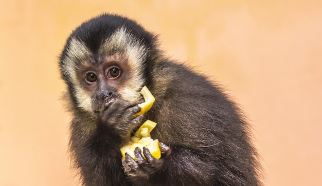 Macaco-prego jovem e fofo comendo uma fruta amarela e olhando para o lado