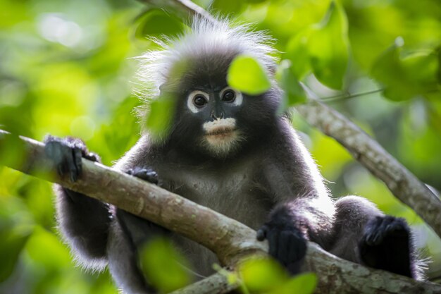 Macaco preto e cinza em galho de árvore