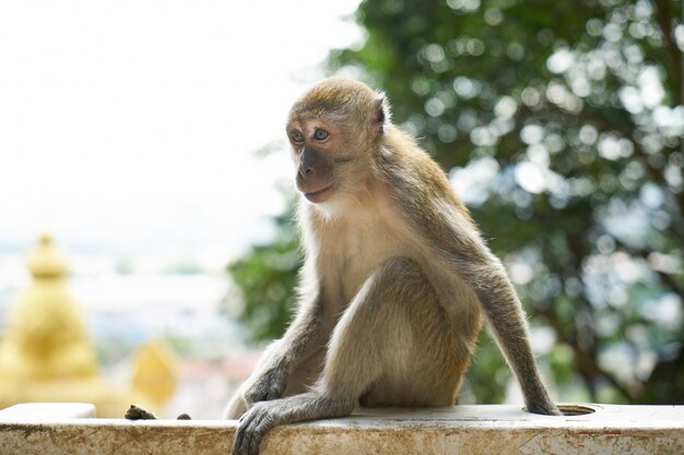 Macaco que senta-se em uma cerca branca com uma árvore no fundo