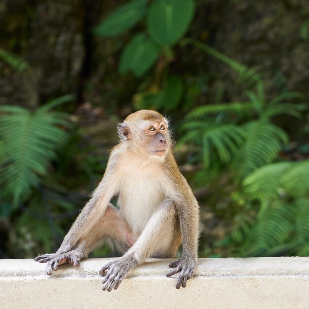 Macaco que senta-se em uma cerca branca