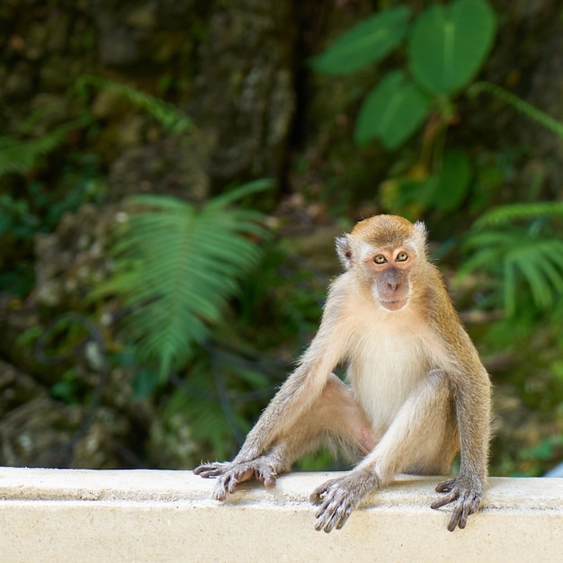 Macaco que senta-se em uma cerca branca