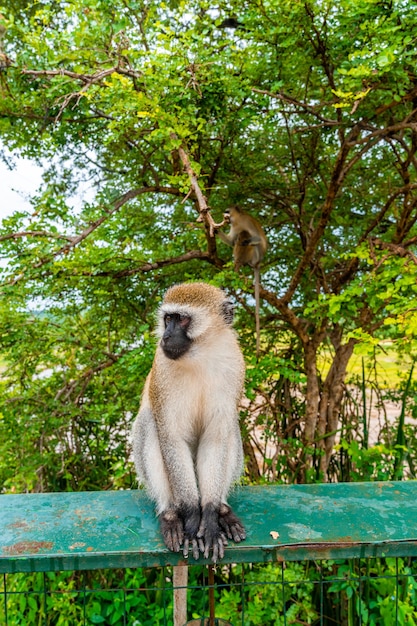 Foto grátis macaco sentado na cerca de metal na tanzânia