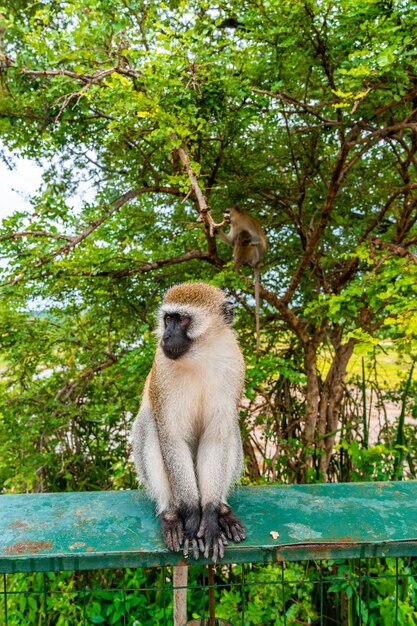 Macaco sentado na cerca de metal na Tanzânia