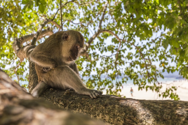 Macaco sentado no galho de uma árvore