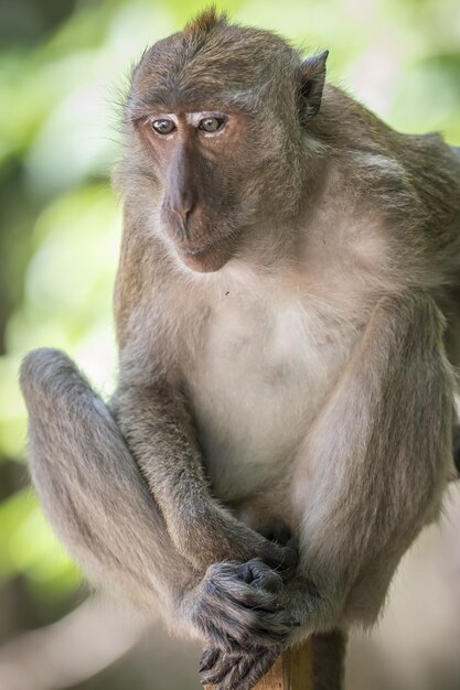 Macaco sentado no galho de uma árvore