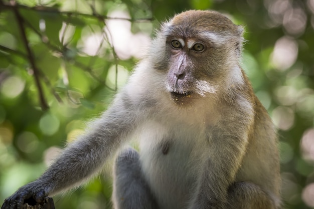 Macaco sentado no galho de uma árvore