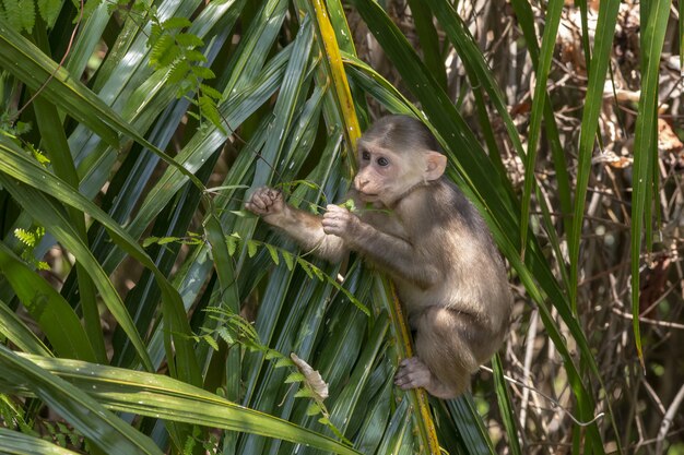 Macaco sentado no galho de uma árvore