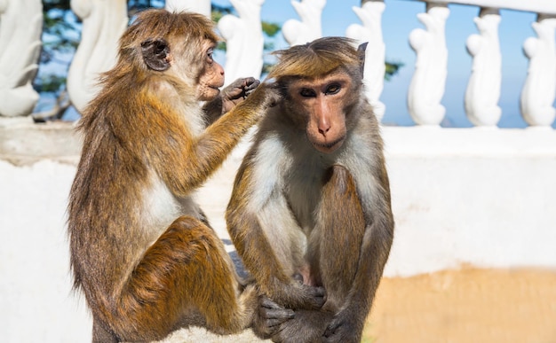 Foto grátis macaco