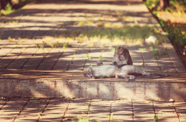 Foto grátis macaco