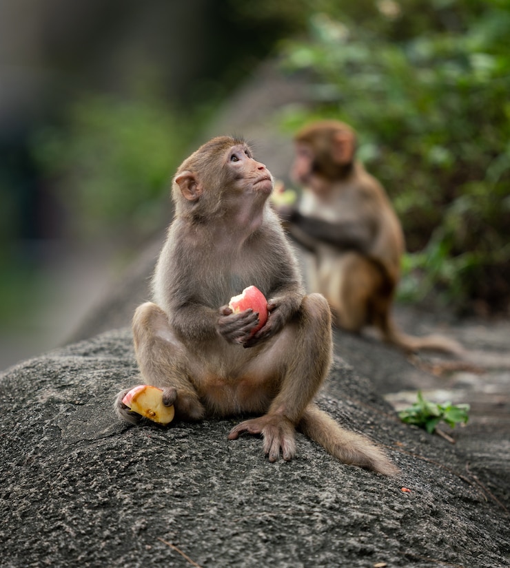 Foto grátis macacos a comer frutas.