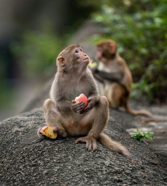 Macacos comendo frutas