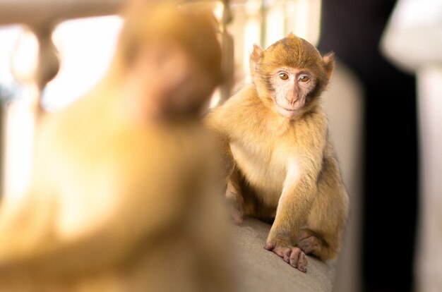 Macacos do bebê