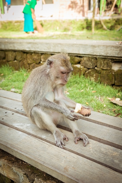 Macacos em Ubud Bali