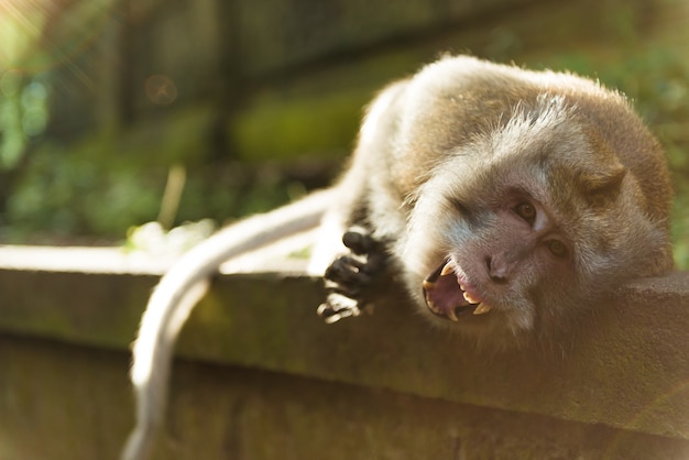 Macacos em Ubud Bali