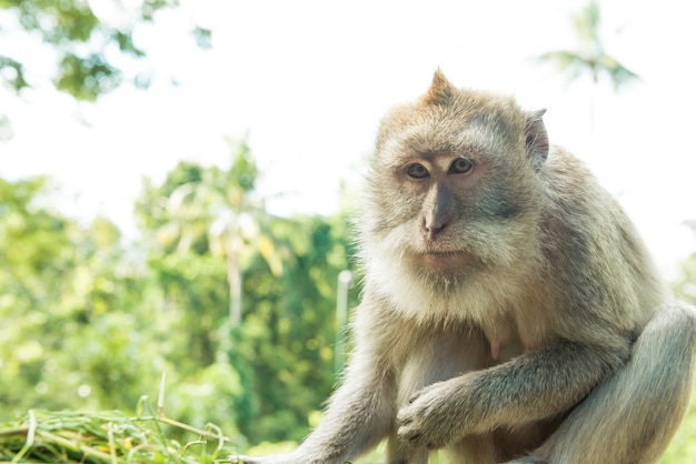 Macacos em Ubud Bali