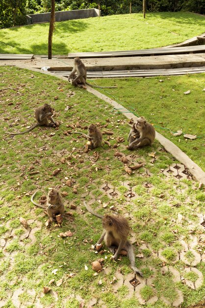 Macacos em Ubud Bali