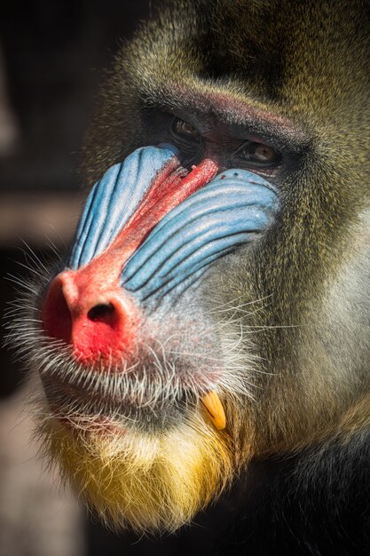 Macacos mandril na área de habitat natural Mandrillus sphinx