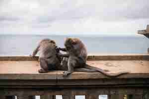 Foto grátis macacos no templo de uluwatu, na ilha de bali, indonésia