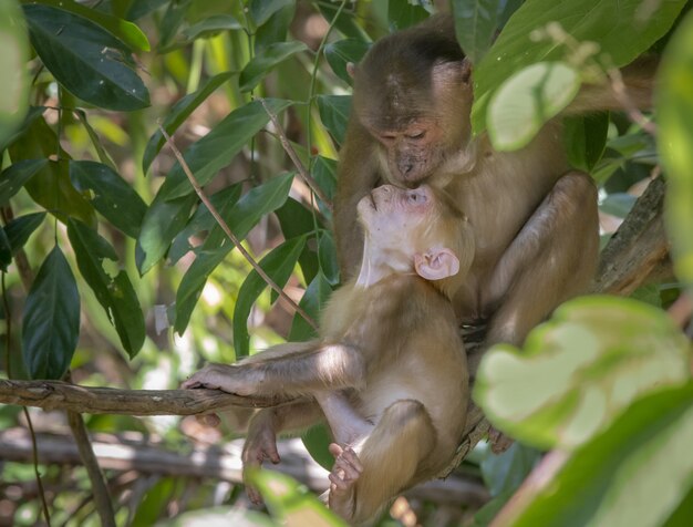 Macacos sentados no galho de uma árvore