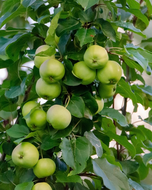 Maçãs verdes frescas nos galhos de uma árvore