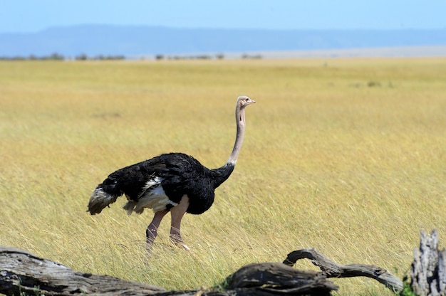 Macho de avestruz africana no parque da reserva nacional