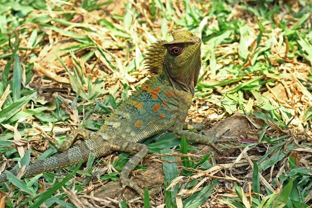 Macho de dragão da floresta de lagarto na grama com fundo natural