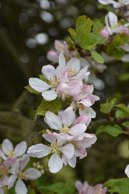 Macieira com flores desabrochando de flores brancas e rosa