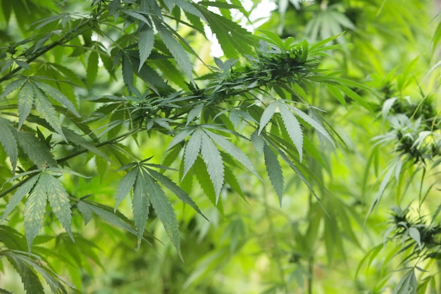Maconha de bush no fundo desfocado. maconha medicinal. fundo de folhas de cannabis.
