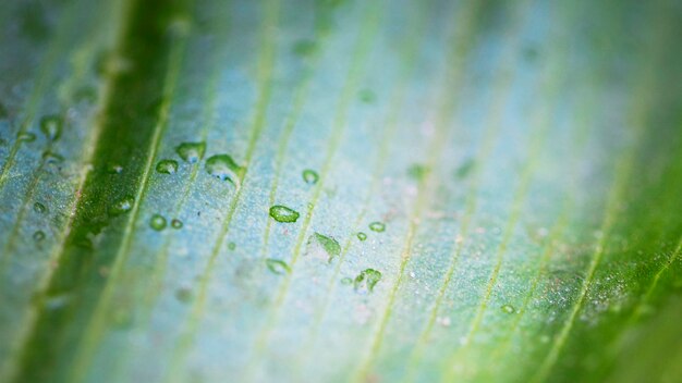 Macro água cai na superfície da folha da planta