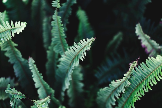 Foto grátis macro de folhas tropicais verdes