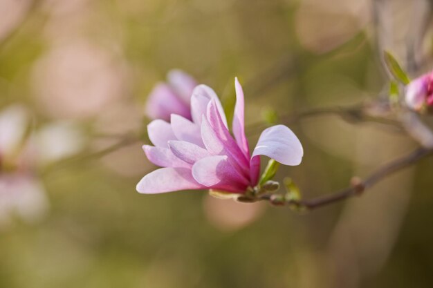 Macro de magnólia roxa