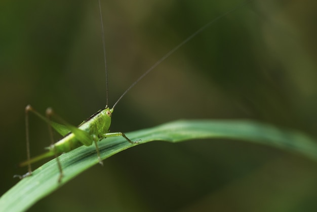 Macro de um gafanhoto em uma folha verde