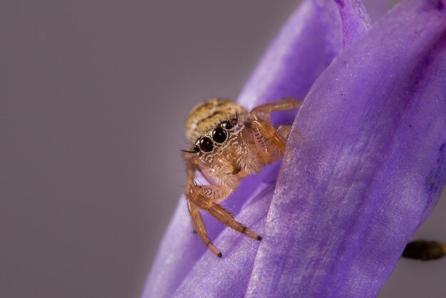 Macro de uma aranha em uma pétala roxa de uma flor