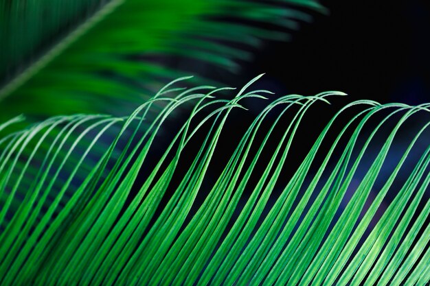 Macro de uma folha tropical verde