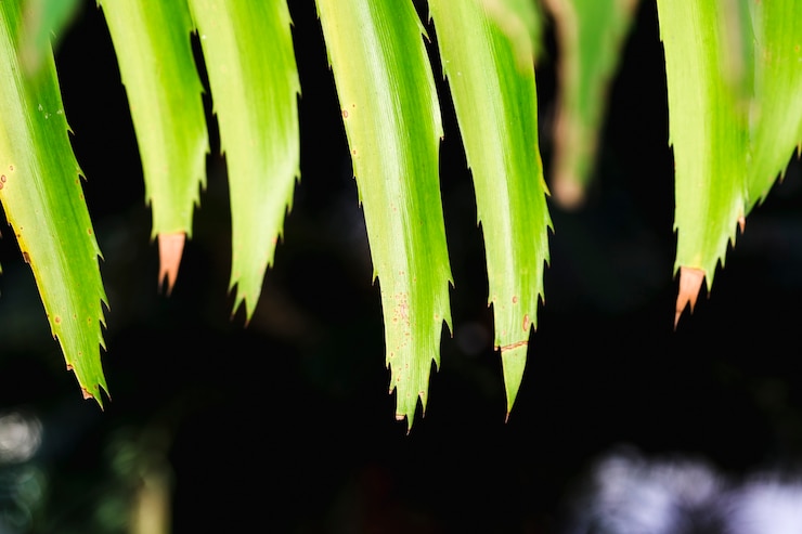 Foto grátis macro de uma folha tropical verde