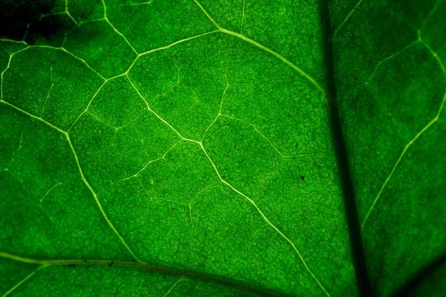 Macro de uma folha verde