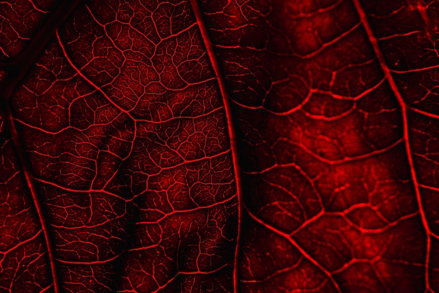 Macro de uma folha vermelha