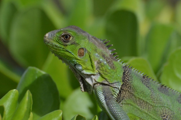 Macro do rosto de uma iguana verde.