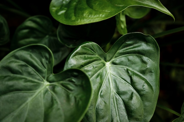 Macro fotografia de folhas verdes bonitas