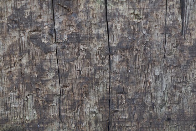 madeira de madeira de madeira do close up macro