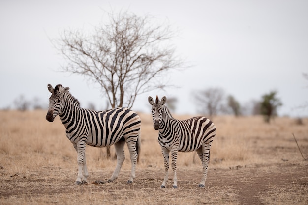 Mãe e um bebê zebra em um campo de savana