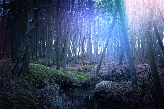 Mágica floresta escura e misteriosa.